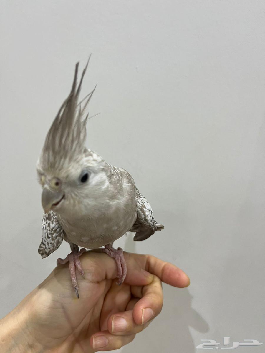 للبيع زوج كروان أليفين مع القفص64510027053441111