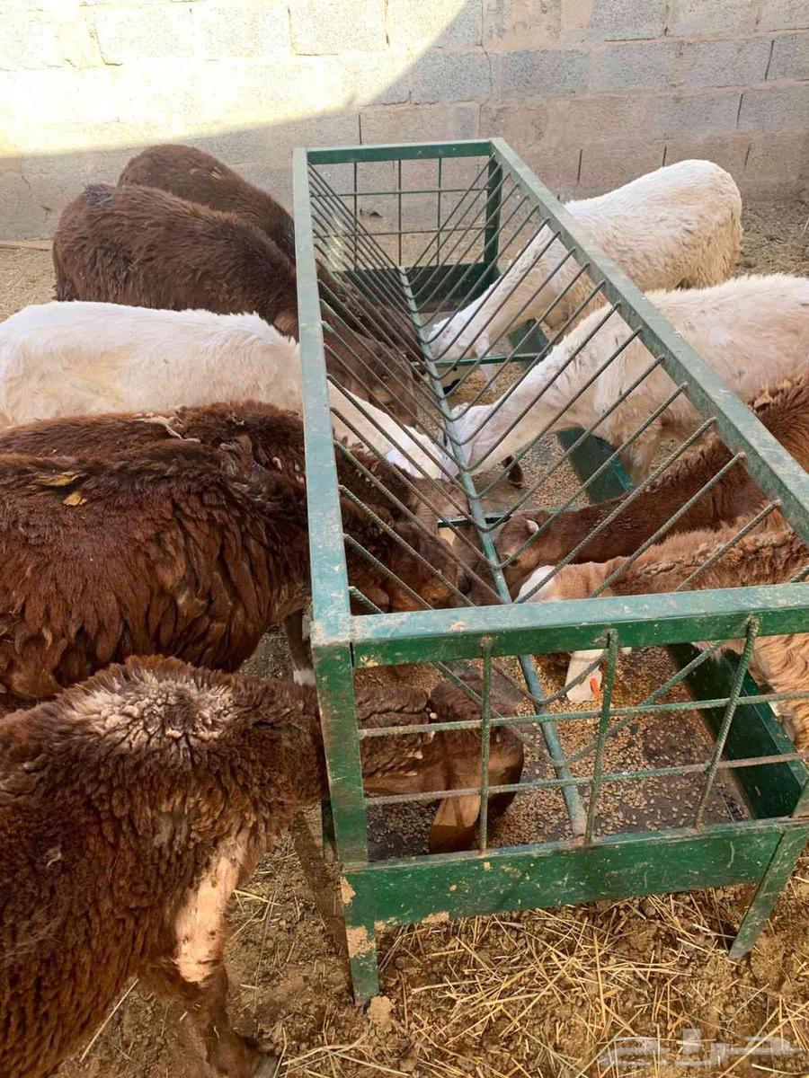 متوفر تيوس جذعان وسواكن ونعيمي للي يدور للتلاجة والجملة64508579516546113