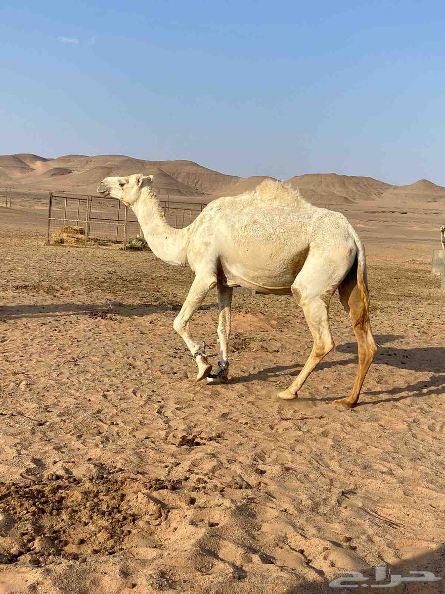 ناقه للبيع64507529194242110