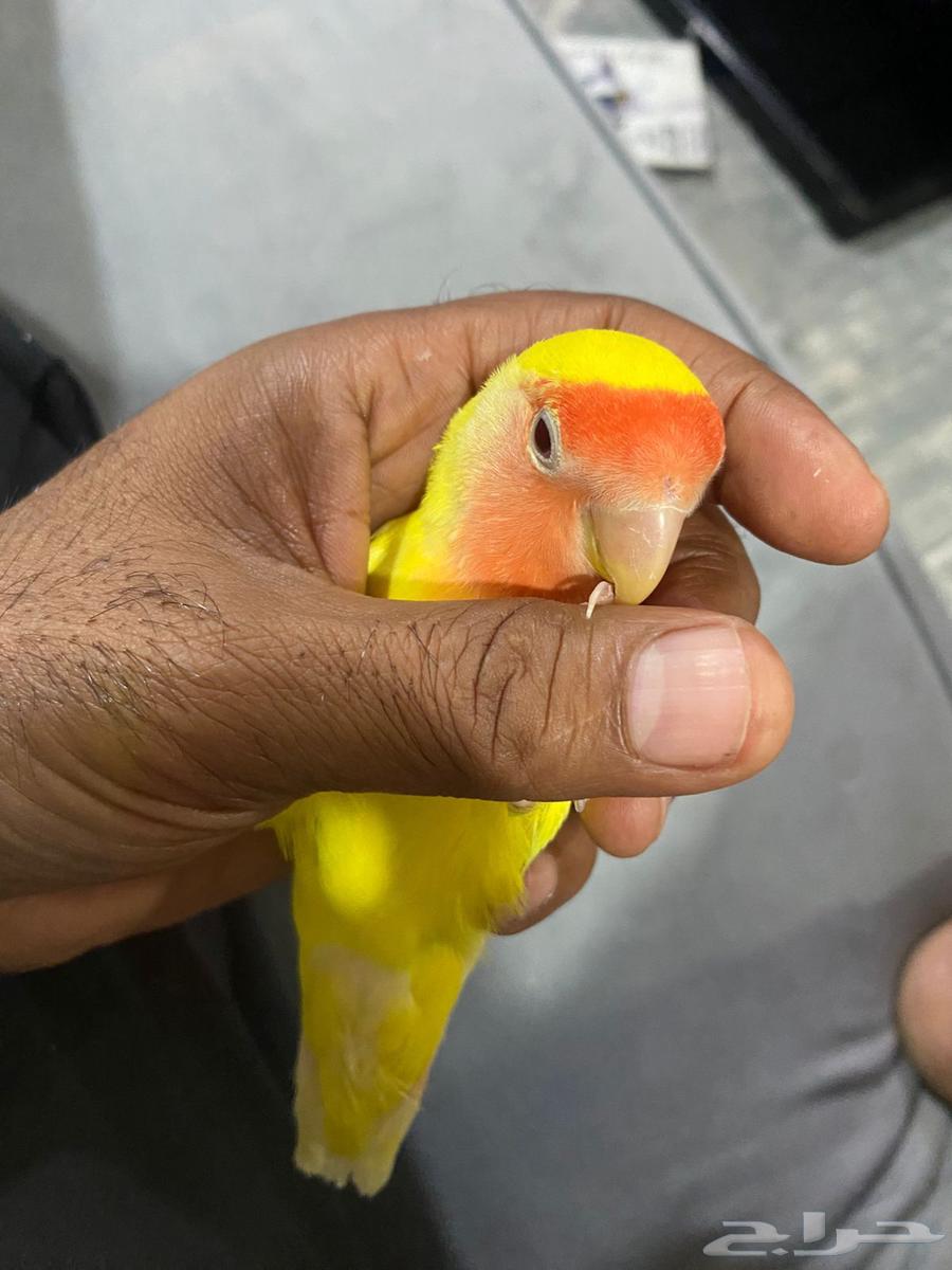 بغباء روز التينو (اليف)64507543246210111