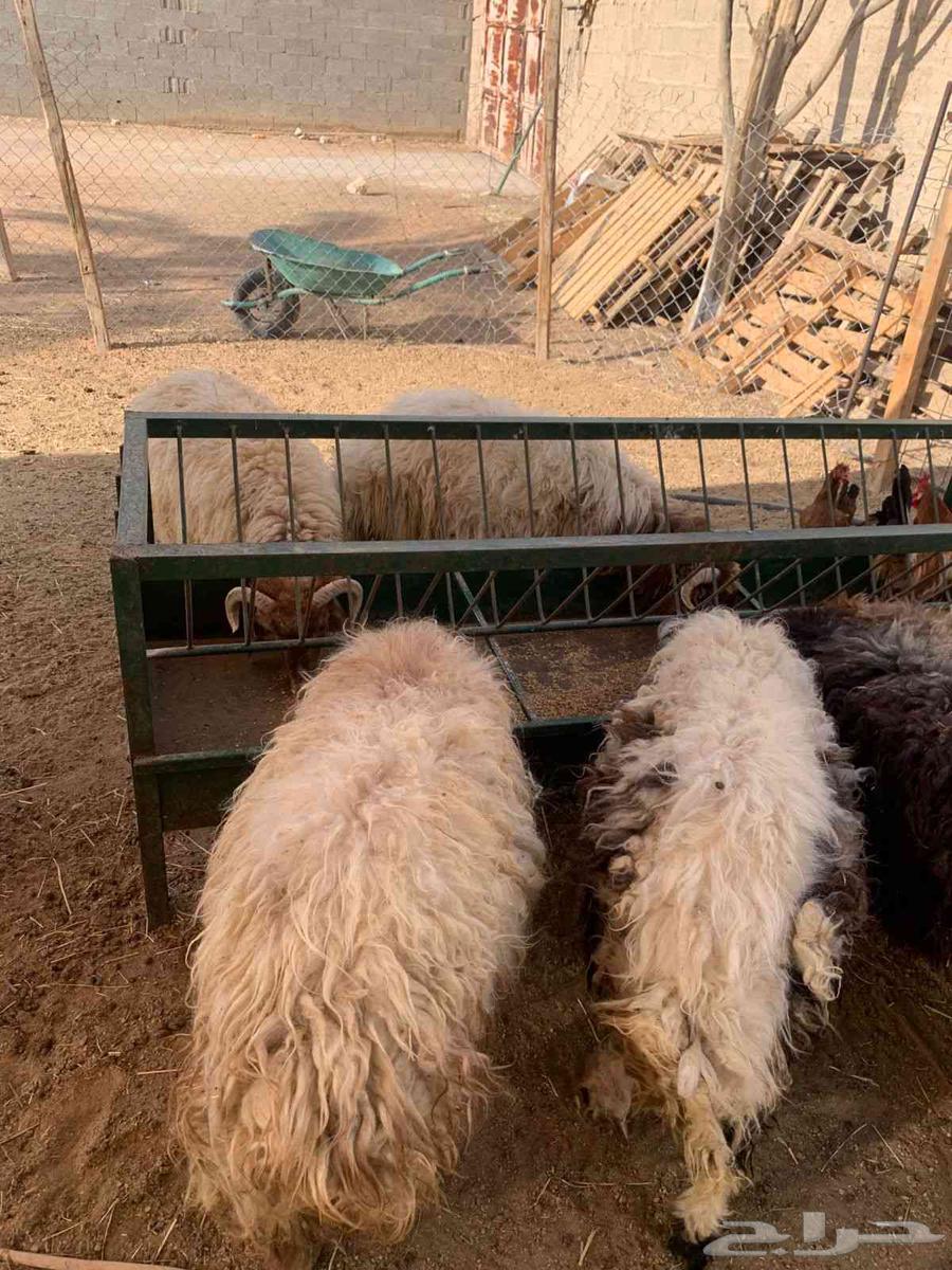 متوفر تيوس جذعان وسواكن ونعيمي للي يدور للتلاجة والجملة64508579516546114