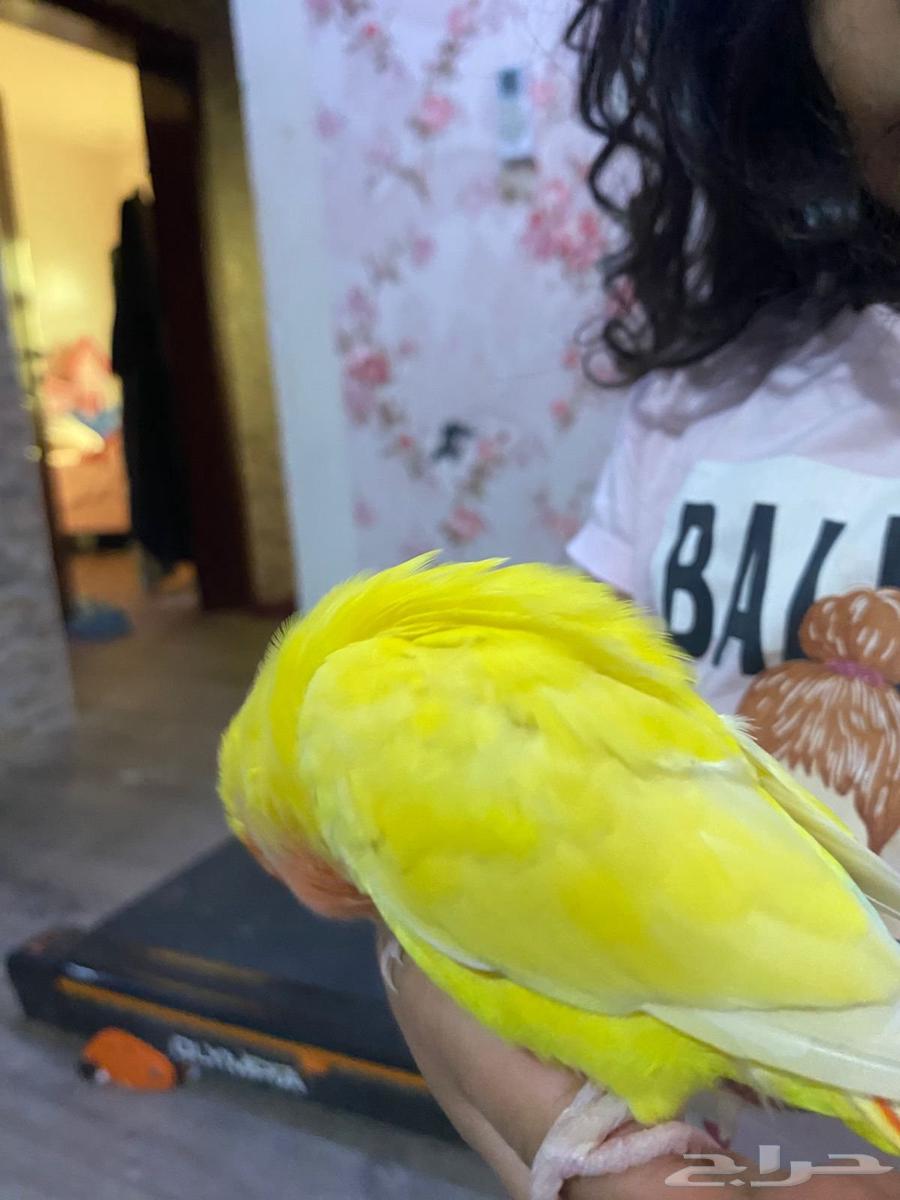 بغباء روز التينو (اليف)64507543246210114