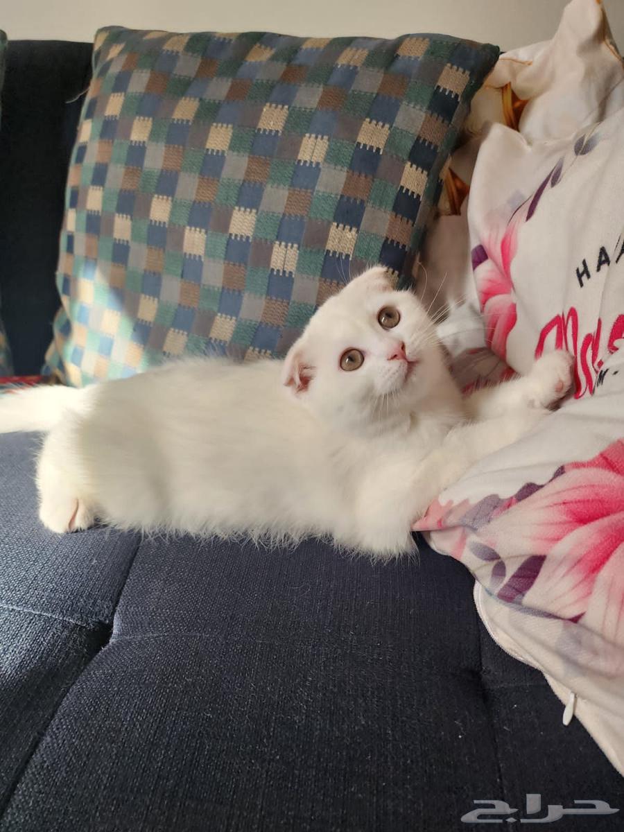 قط ذكر سكوتش للبيع Scottish folded ear64428120312834112