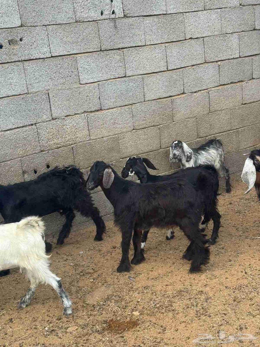 Tios and Jifar 1064457657362306114