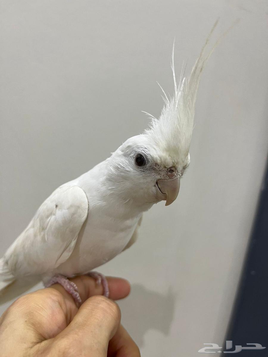 للبيع زوج كروان أليفين مع القفص64510027053441110