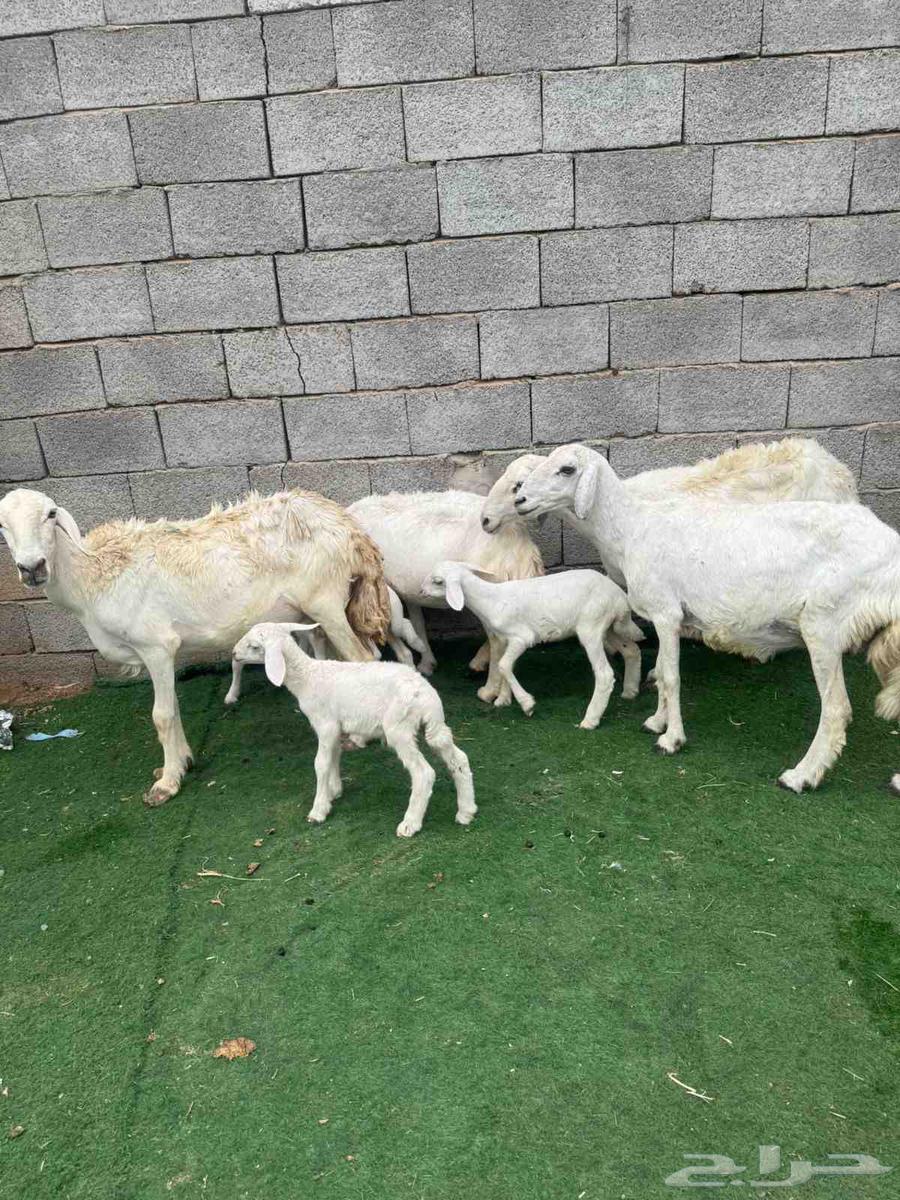 Khalfat sheep.64500853753602112