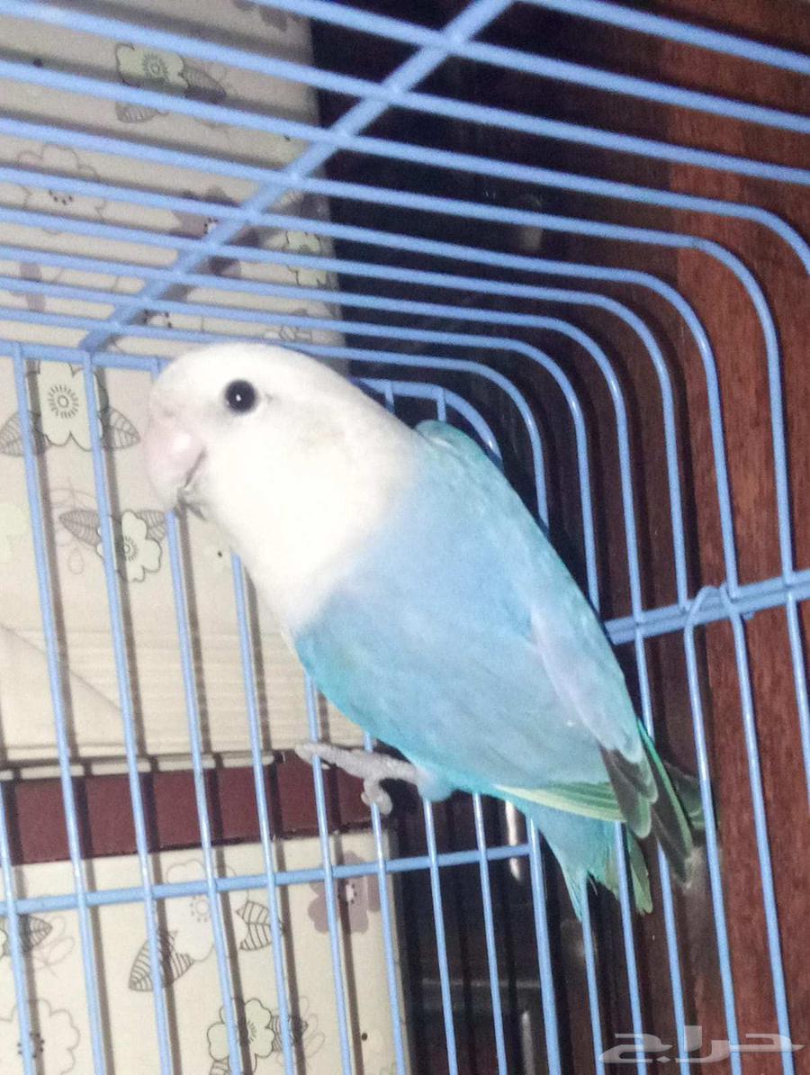 Rooster of the day product64506249522819111