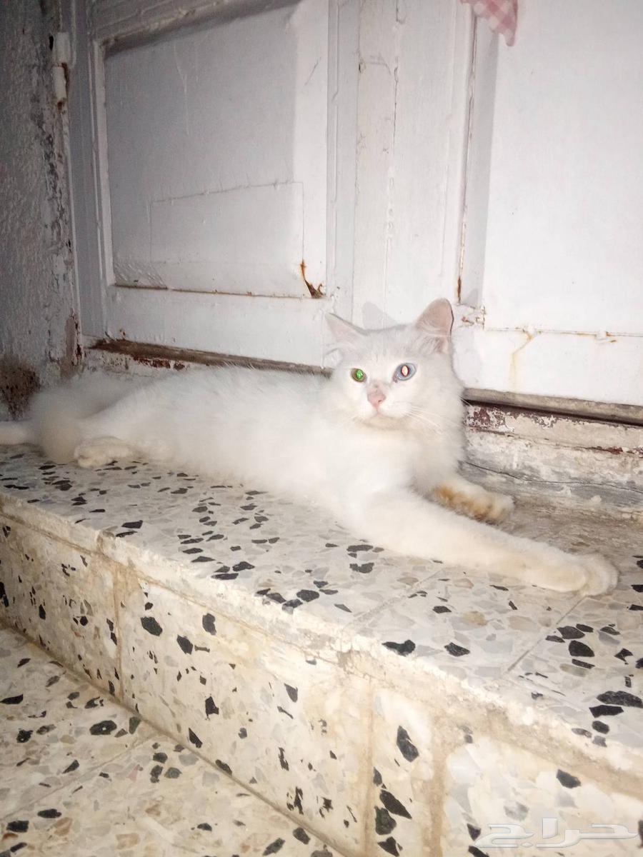قط للبيع ذكر ابيض عنده عين زرقه والثانيه خضراء للبيع 150 ريا64508579507713110