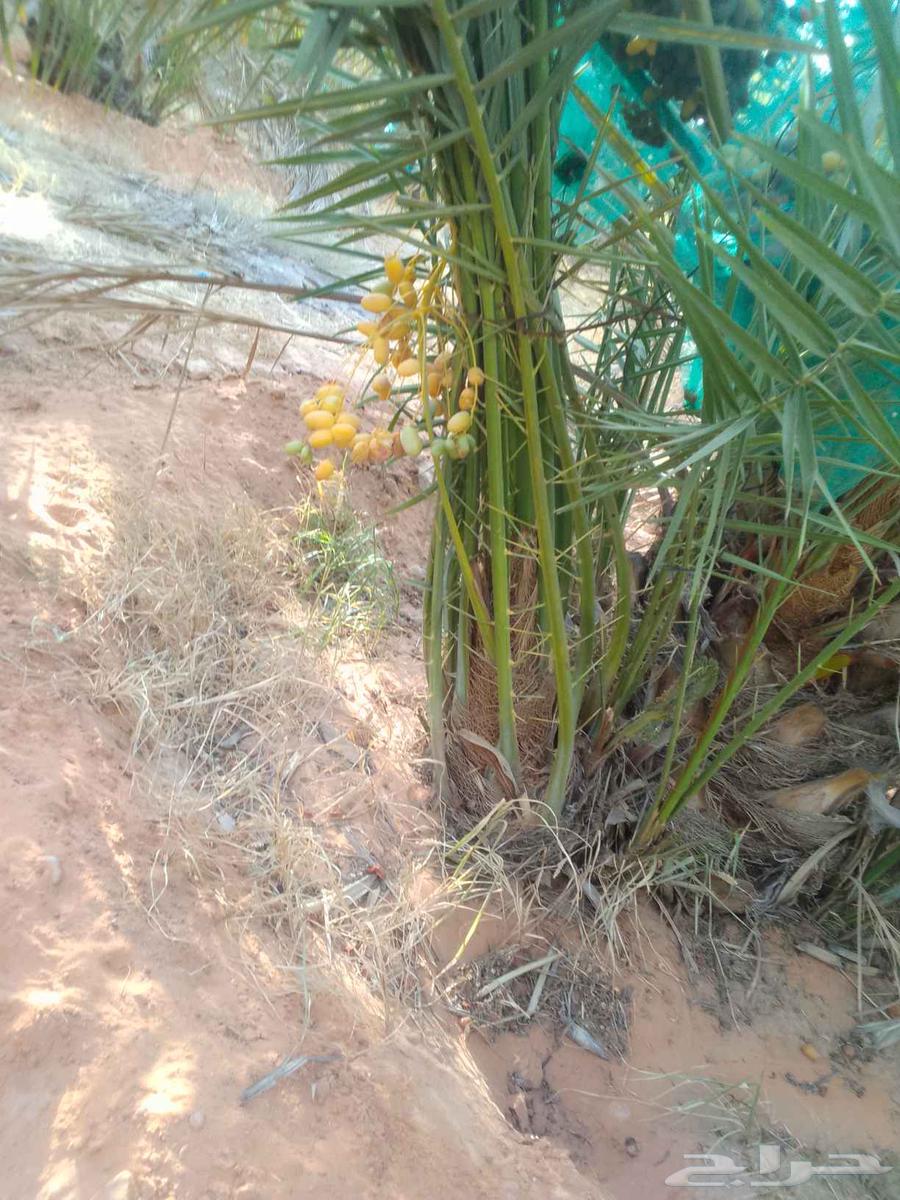السلام عليكم ورحمة الله وبركاته يتوفر لدينا نخيل مثمر للبيع64508397287937113
