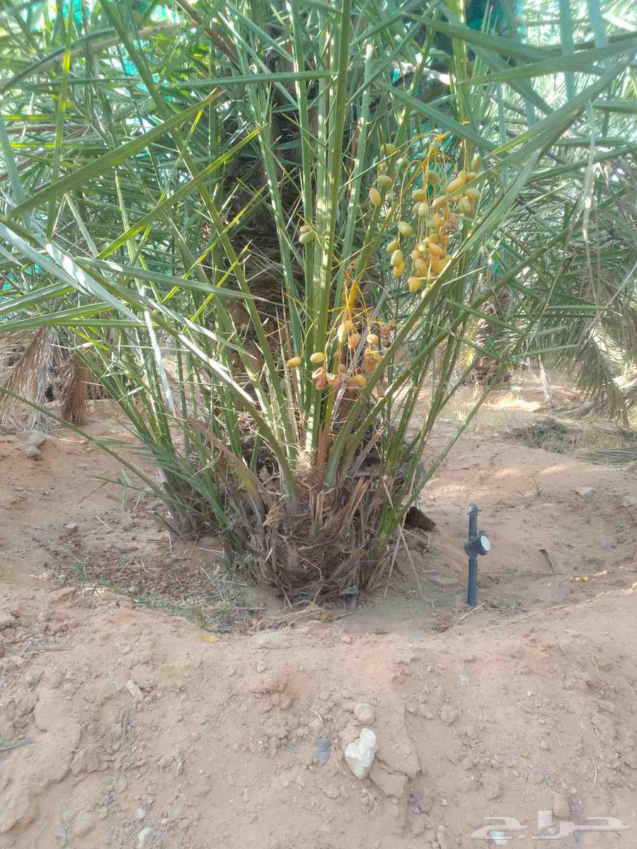 السلام عليكم ورحمة الله وبركاته يتوفر لدينا نخيل مثمر للبيع64508397287937114