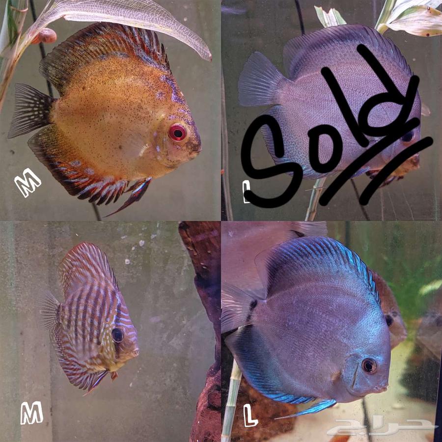 3 ديسكس للبيع64503774461955110