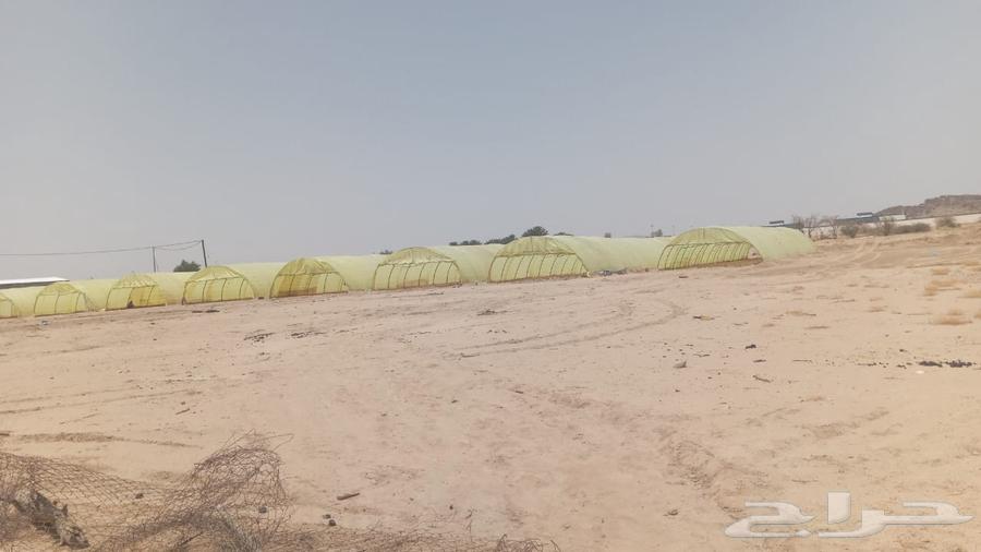 مقاولات فك وتركيب بيوت محميات64381246123265111