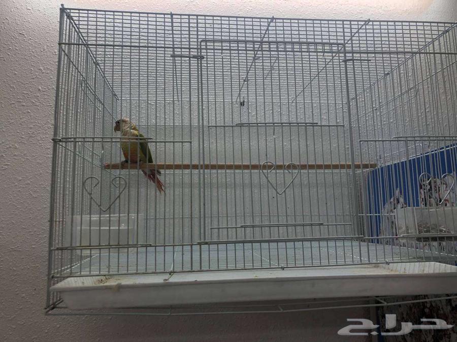 ببغاء كنيور64509519278337112