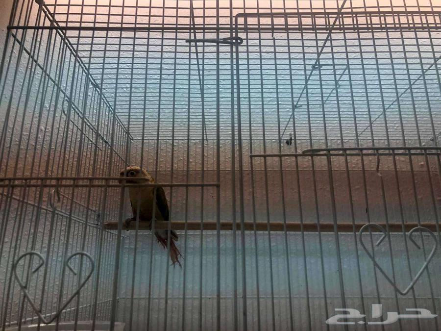 ببغاء كنيور64509519278337110