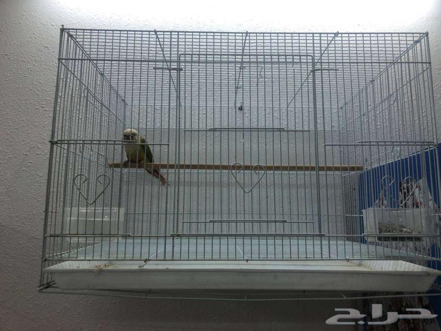 ببغاء كنيور64509519278337111