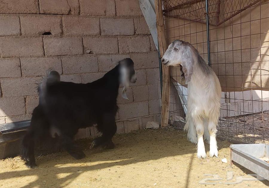 Goats for sale64506718180865114