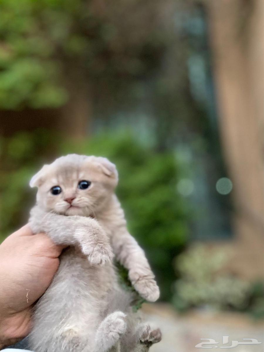 مجموعة سكوتش فولد مطعمين للبيع ولايوجد تبني64508089119490112