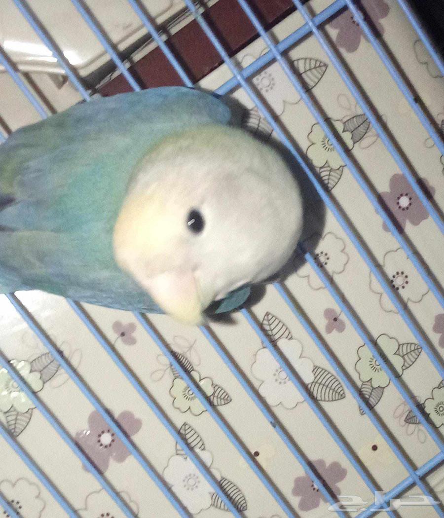 Rooster of the day product64506249522819112