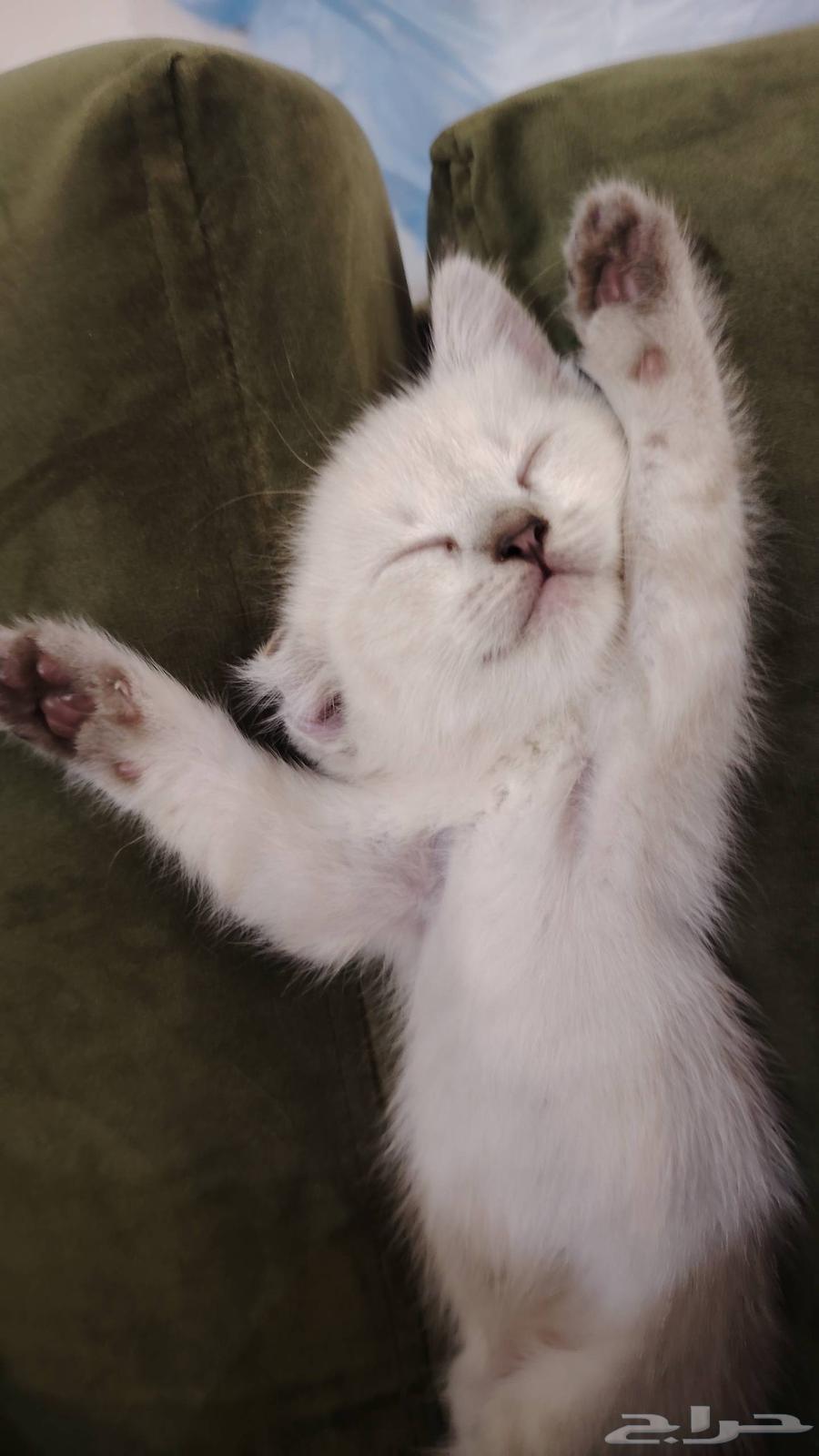 Himalayan kitten, 3 weeks old, weaned, eats kitten food, playful64508187382658110