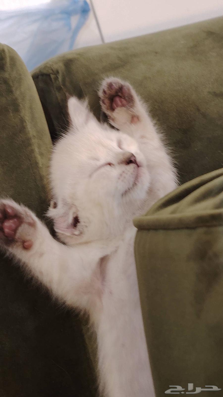 Himalayan kitten, 3 weeks old, weaned, eats kitten food, playful64508187382658111