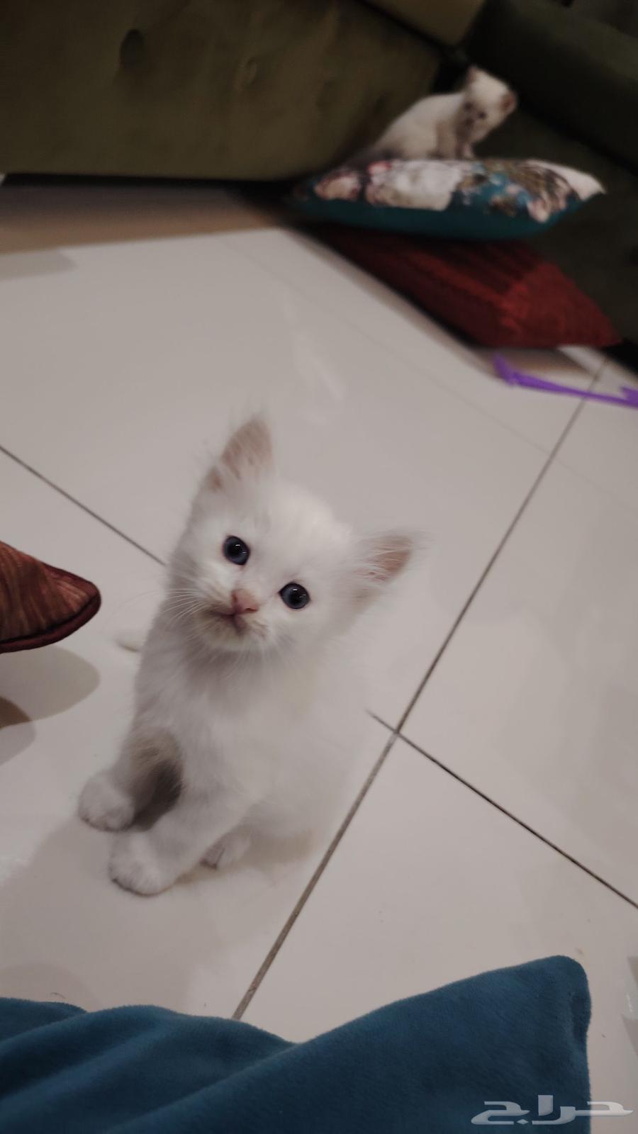 Himalayan kitten, 3 weeks old, weaned, eats kitten food, playful64508187382658113