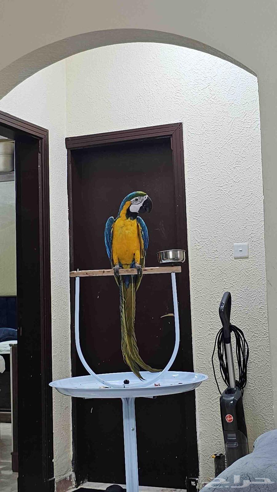 مكاو هدد خارجي تم البيع64505508729859110