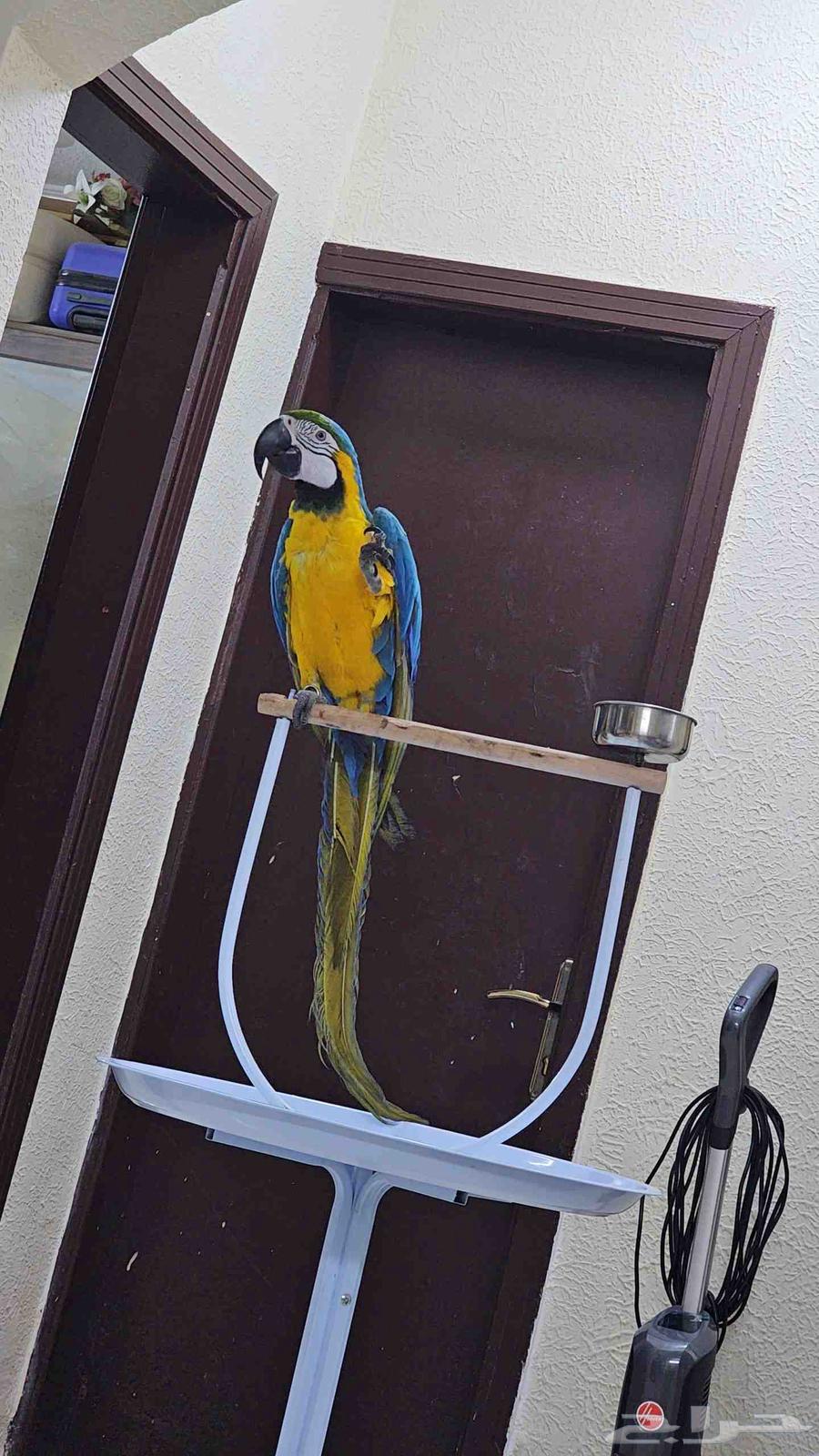 مكاو هدد خارجي تم البيع64505508729859111