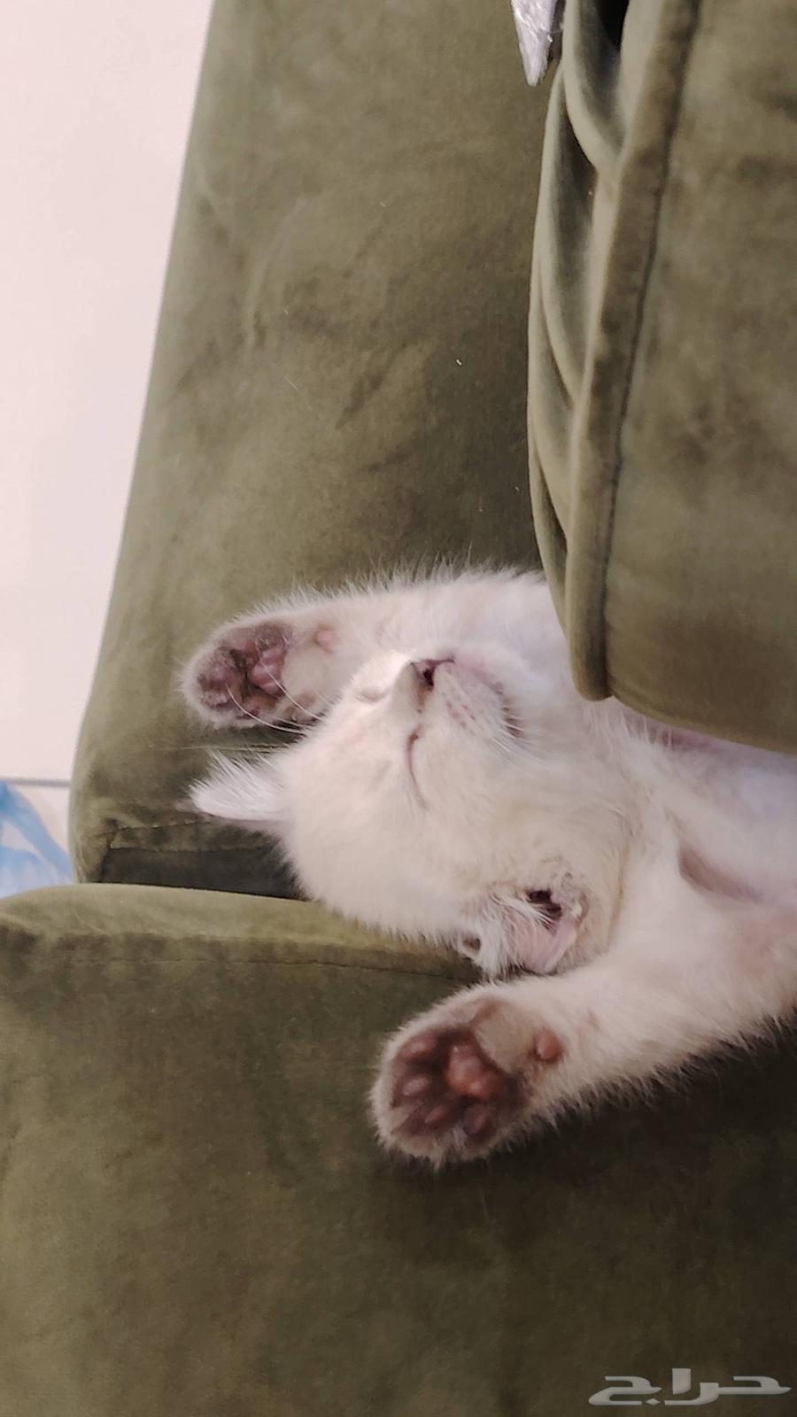 Himalayan kitten, 3 weeks old, weaned, eats kitten food, playful64508187382658112