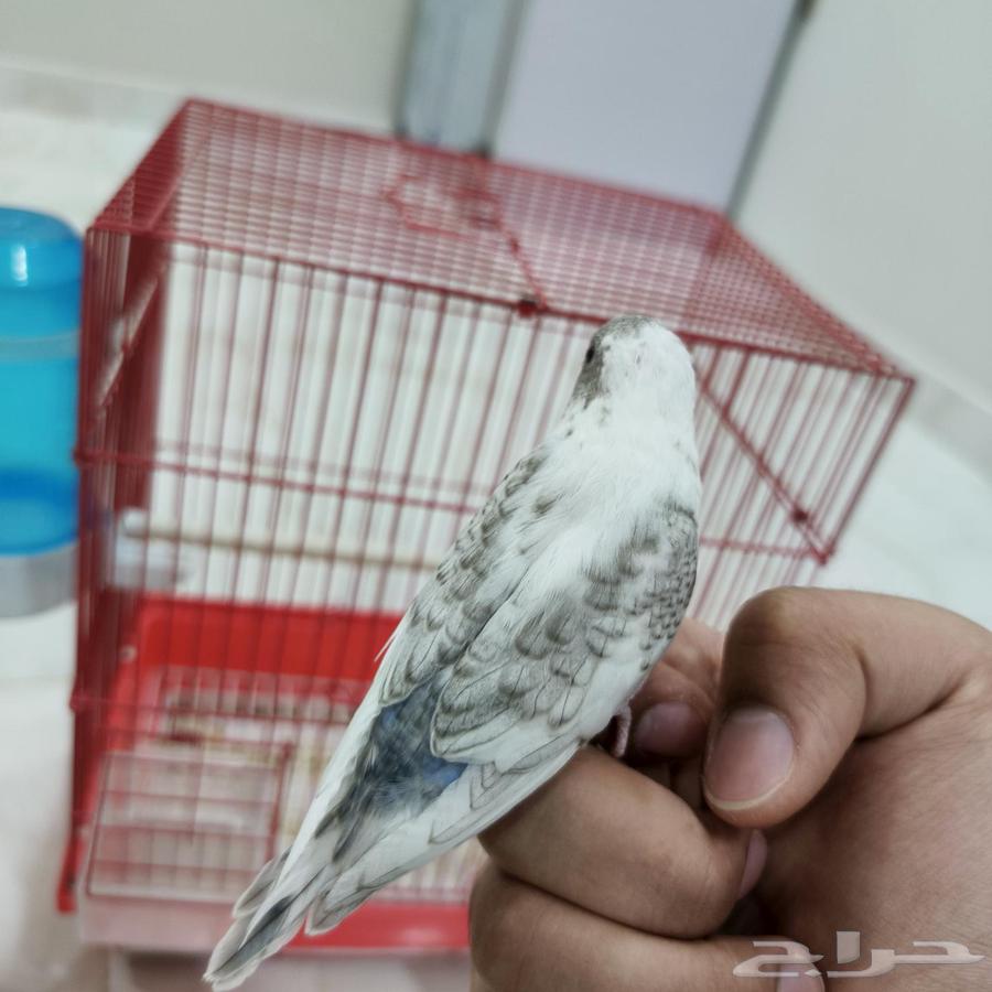 فروخ حب منهم مفطومين منهم غر64508145160450111