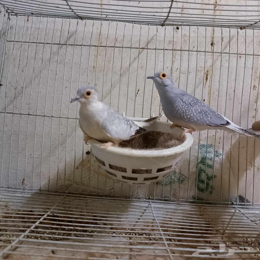 زوج يمام ماسي للبيع64503623448195113