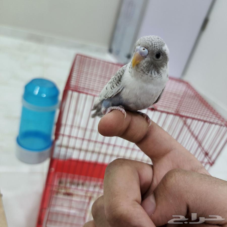 فروخ حب منهم مفطومين منهم غر64508145160450112