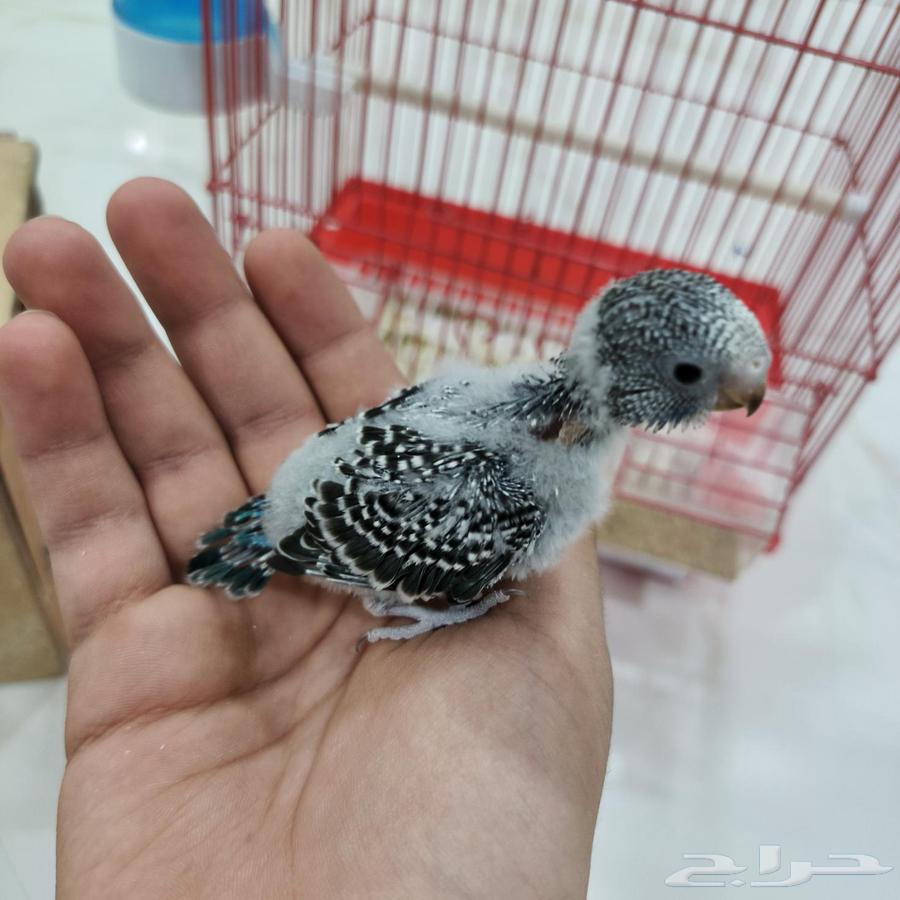 فروخ حب منهم مفطومين منهم غر64508145160450113