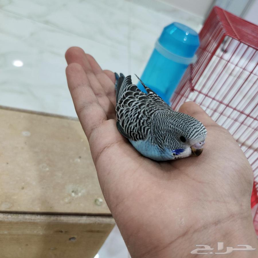 فروخ حب منهم مفطومين منهم غر64508145160450114