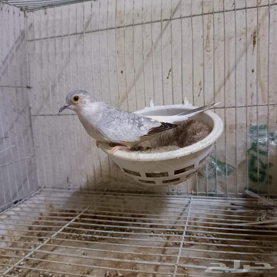 زوج يمام ماسي للبيع64503623448195112