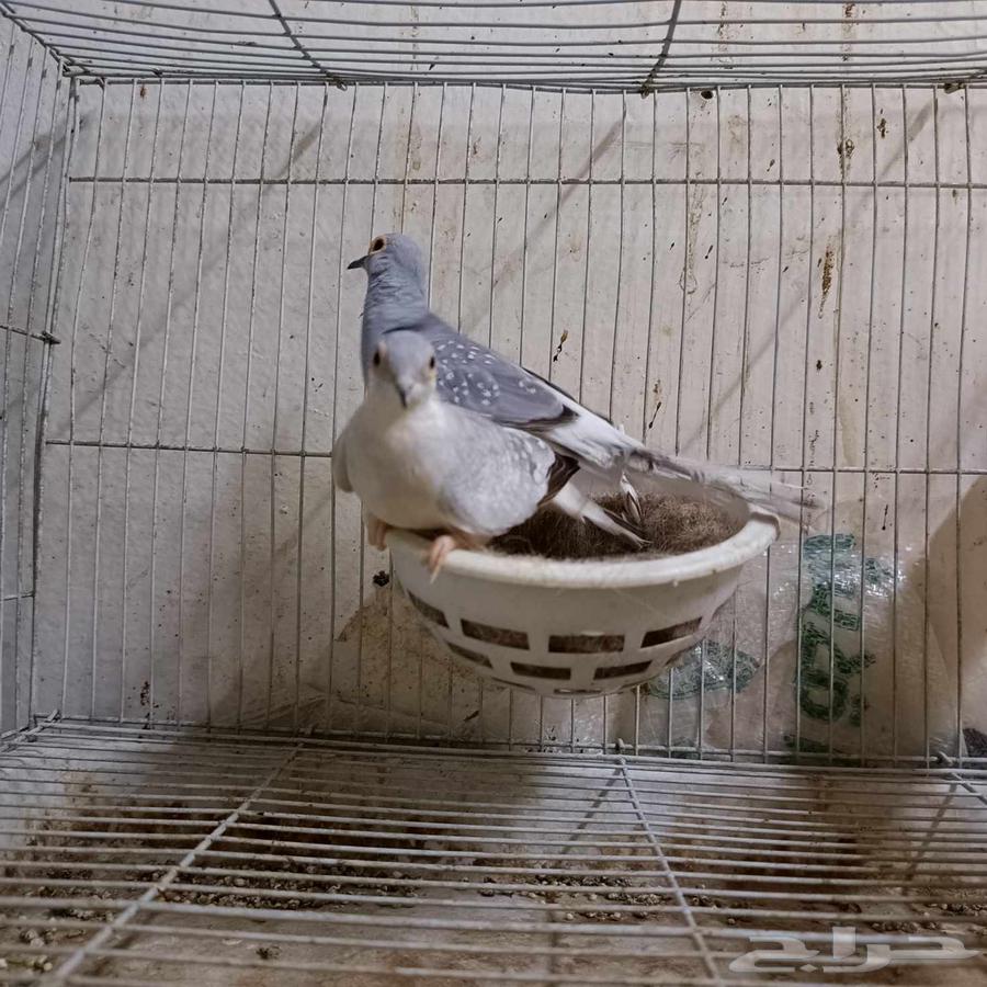 زوج يمام ماسي للبيع64503623448195110