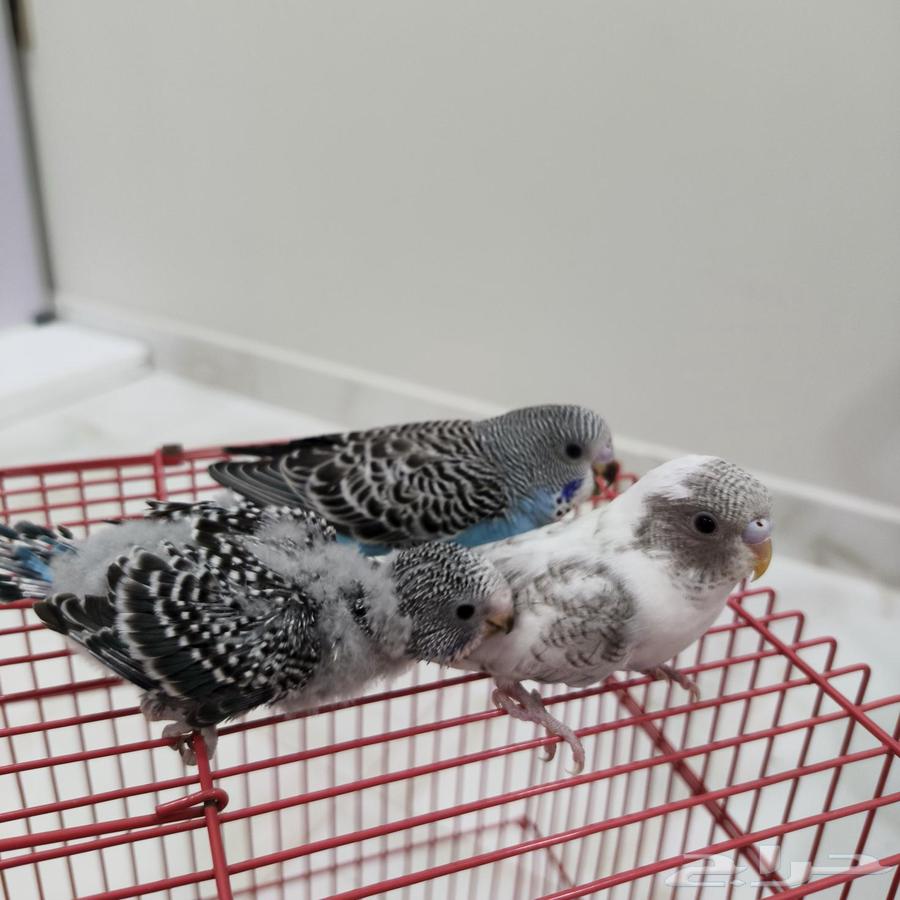 فروخ حب منهم مفطومين منهم غر64508145160450110