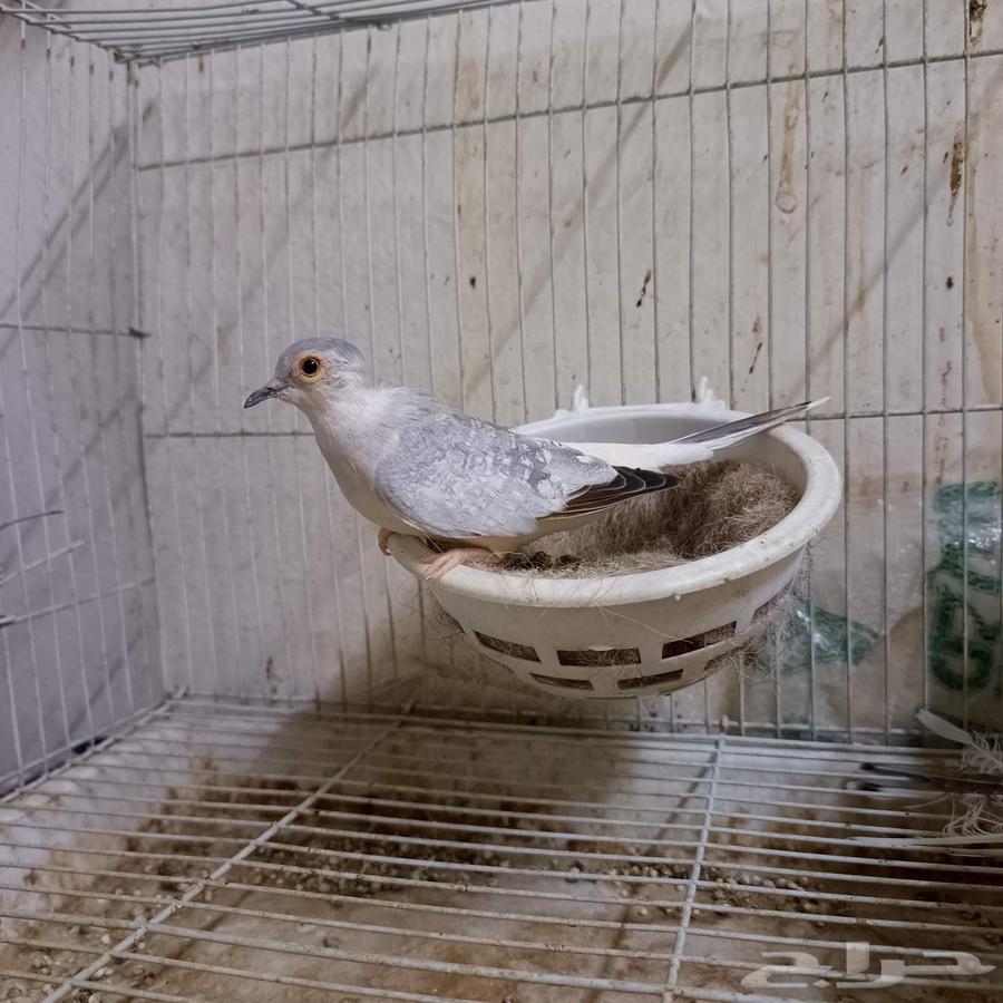 زوج يمام ماسي للبيع64503623448195111