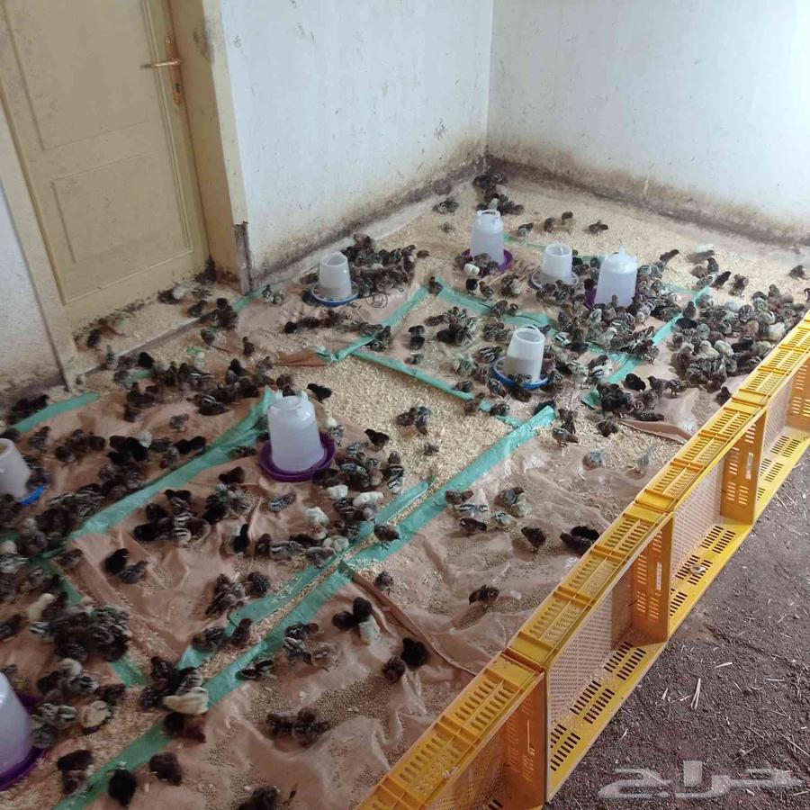 صوص فيومي للبيع الجمله 2ريالين64510633889281111