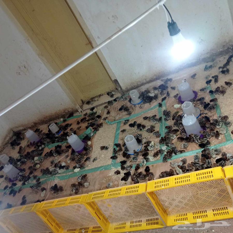 صوص فيومي للبيع الجمله 2ريالين64510633889281110