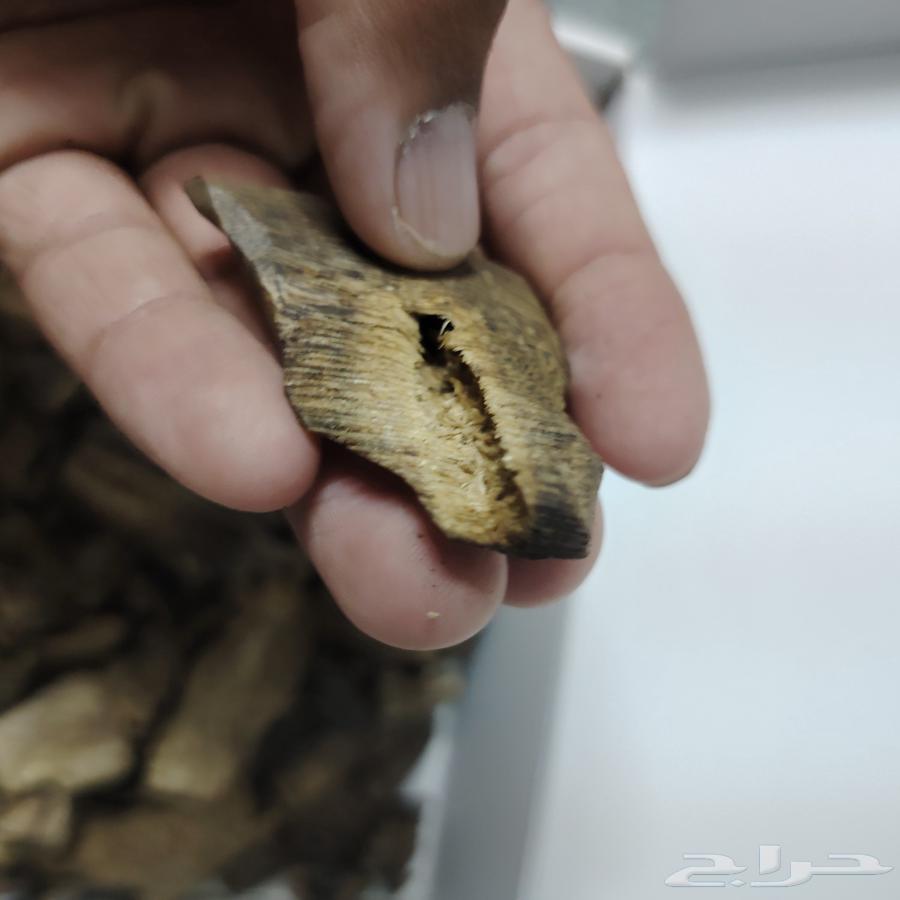 عود كينام صيني طبيعي فاخر جدا64469795246339112