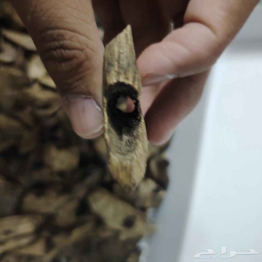 عود كينام صيني طبيعي فاخر جدا64469795246339111