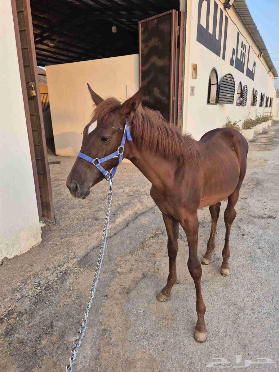 مهرة شعبية مشروكة64507768026625114