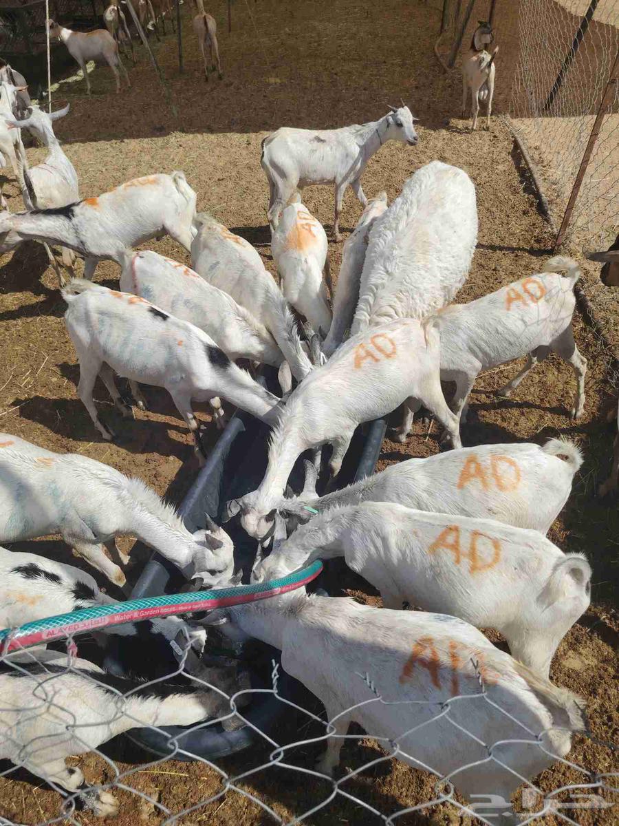 متوفر تيوس جذعان وسواكن ونعيمي للي يدور للتلاجة والجملة64508579516546112