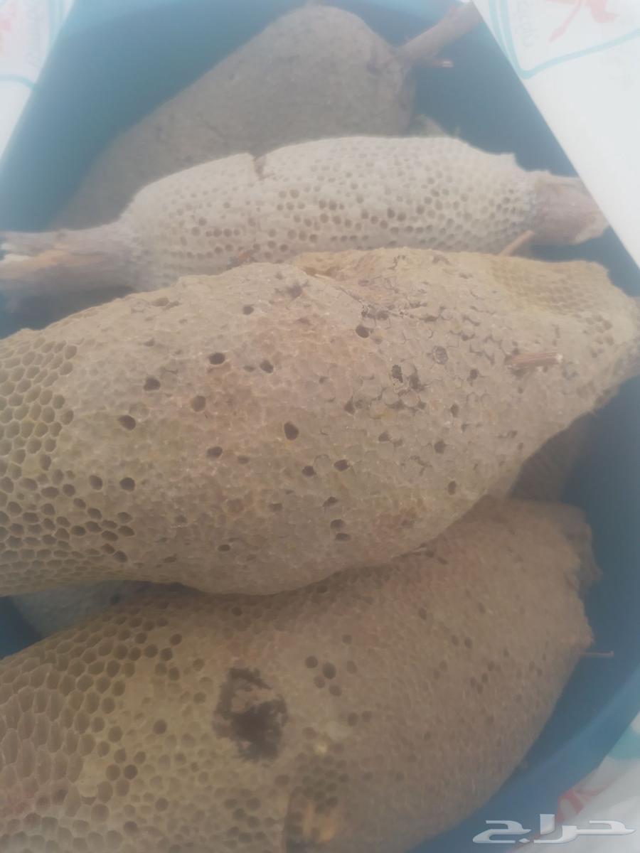 عسل بري جبلي ممتاز درجه اولى قطف اليوم64505203759491112