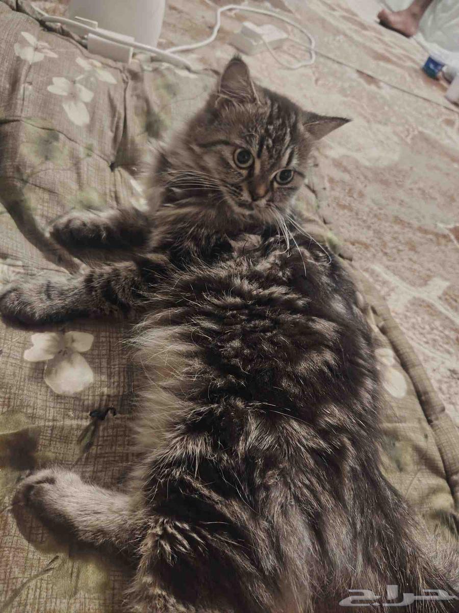 بسه للبيع بسعر مناسب64510478941698110