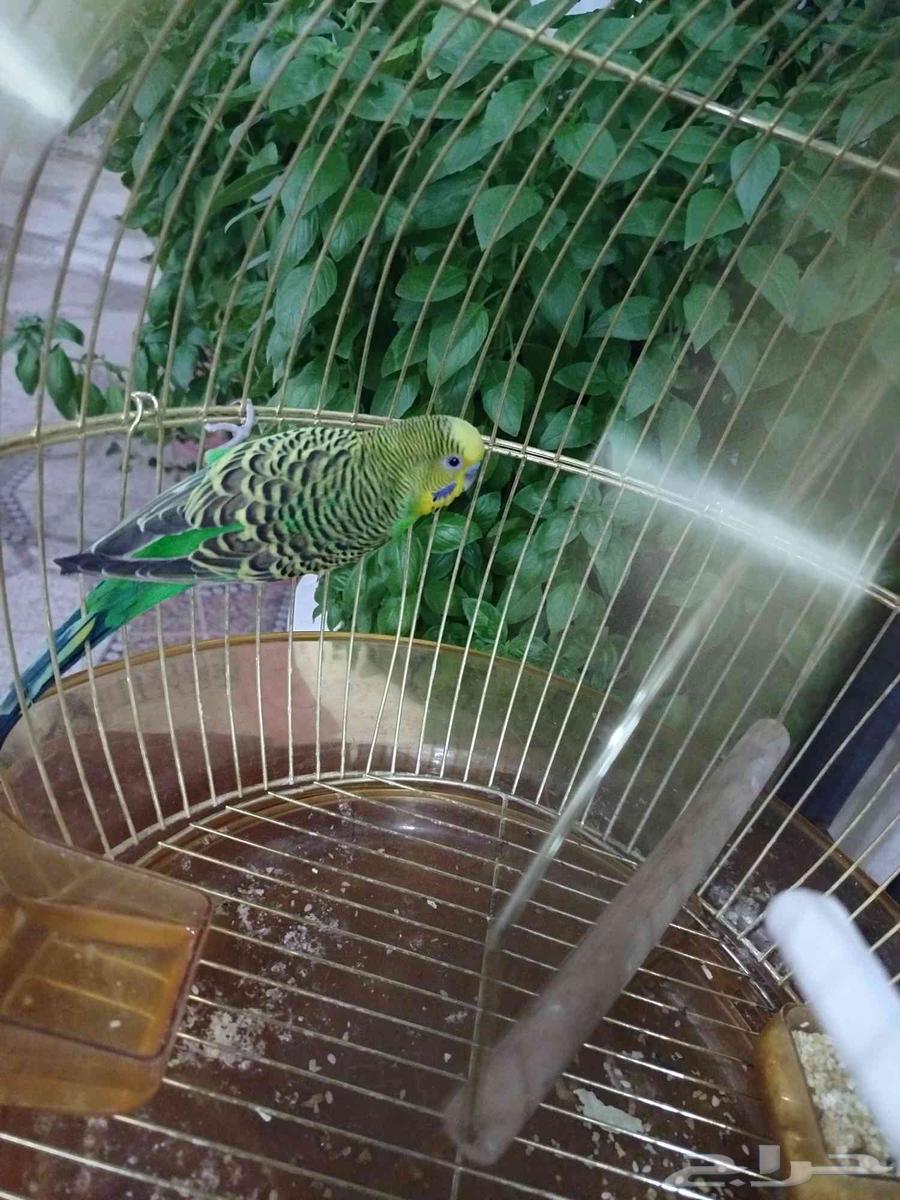 الليع هو القفص64503733213315111