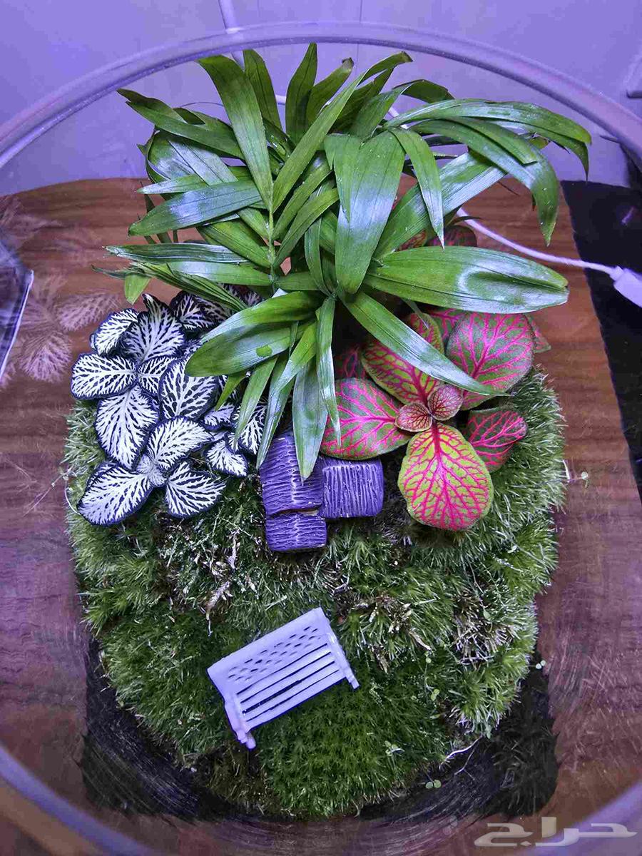 فازات التيرايوم حديقة مصغرة داخل منزلك64507921793793114