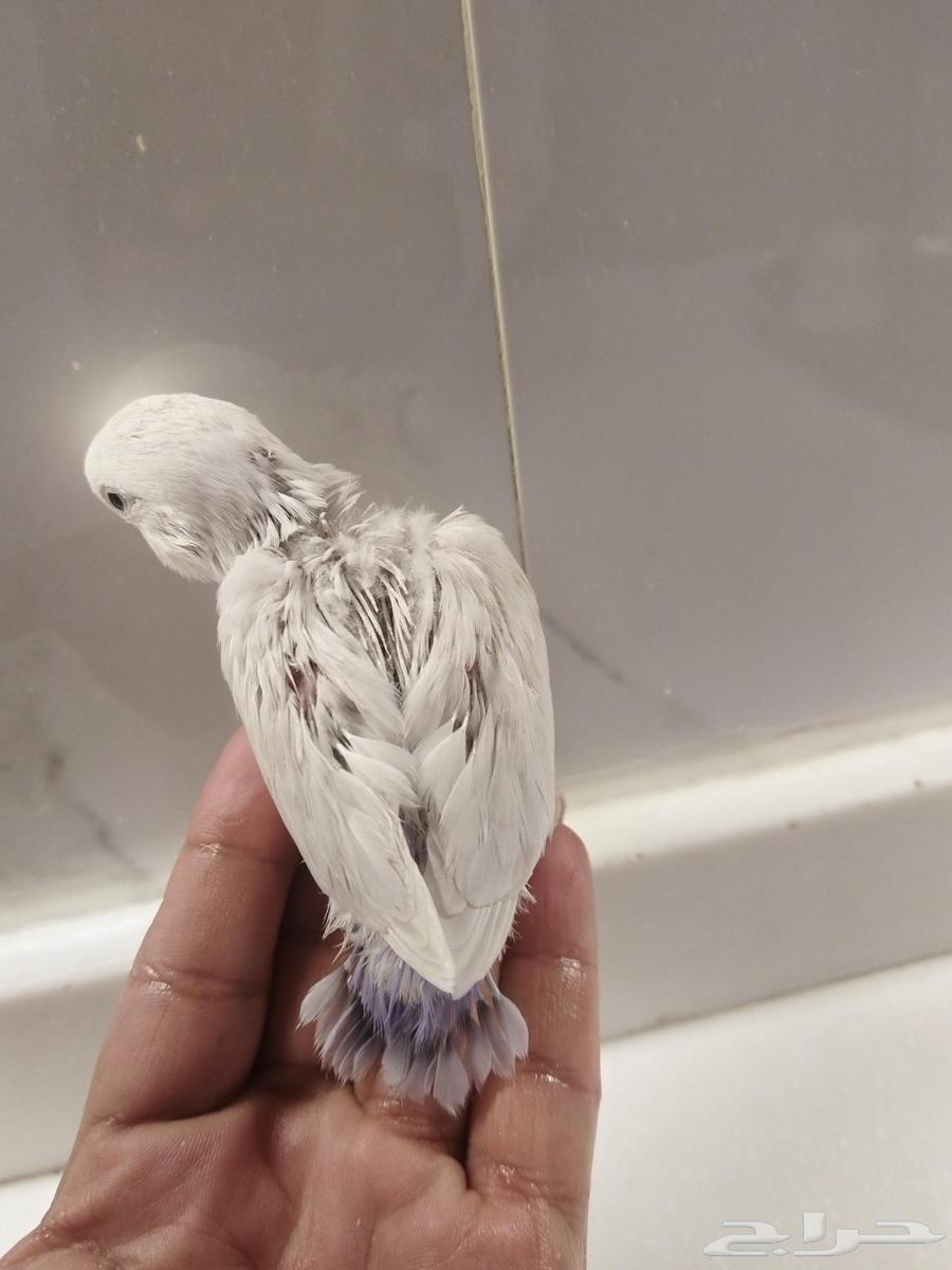 3 فروخ روز للبيع تم البيع64447256488193112