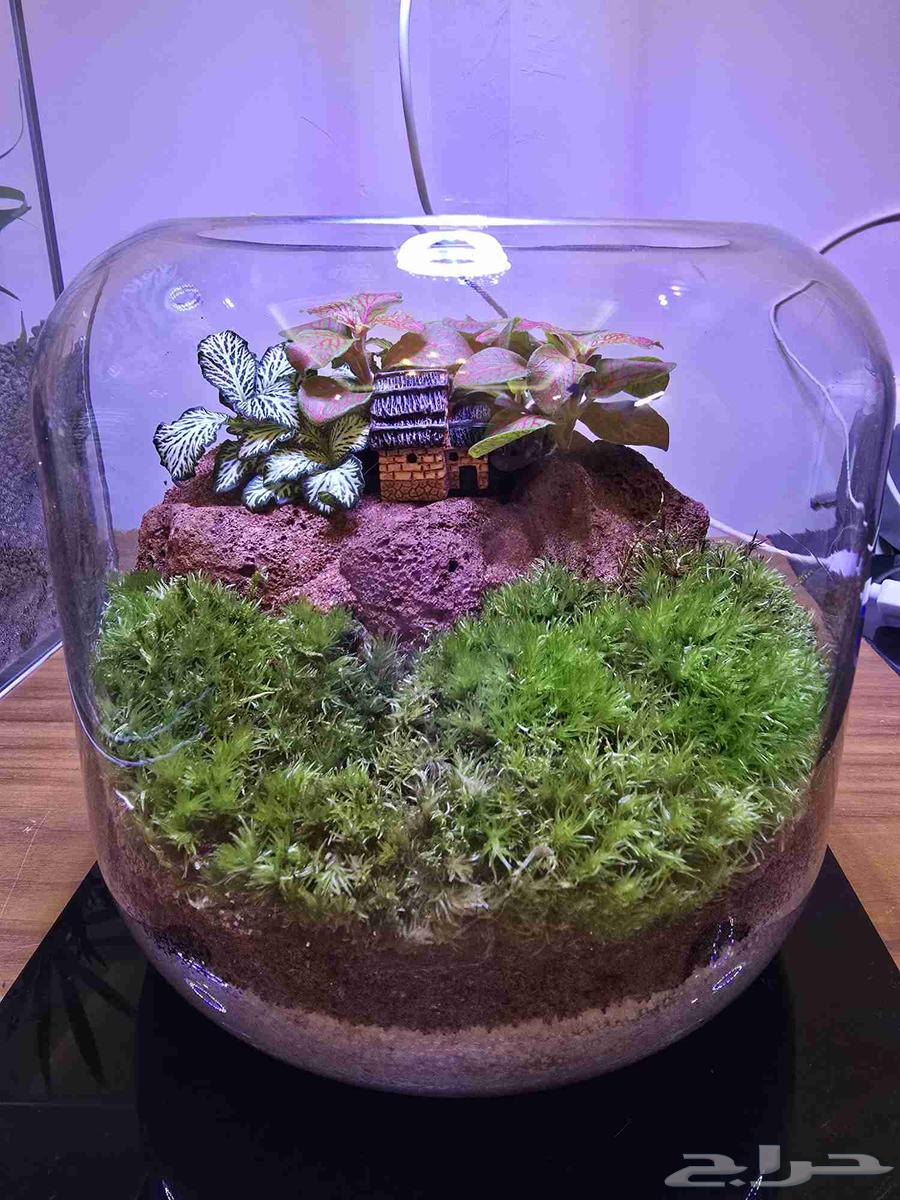 فازات التيرايوم حديقة مصغرة داخل منزلك64507921793793113