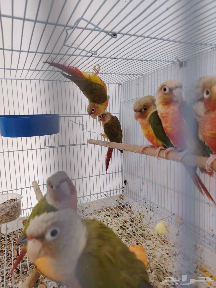 كونيورتم البيع64497221090818112